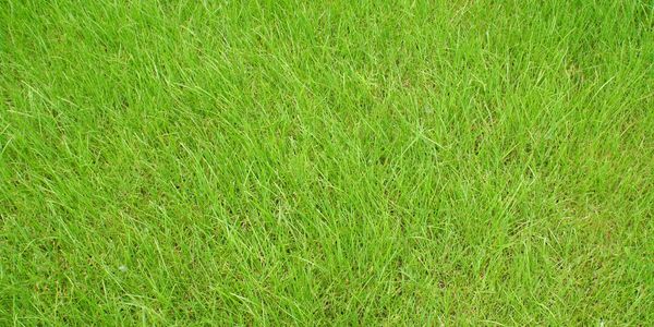 Lawn Care Mission