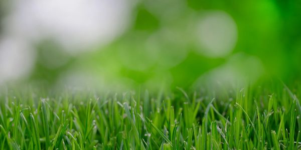 Lawn Care Services